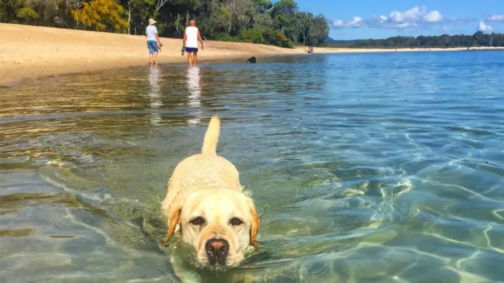 Dog-Friendly Beaches on the Sunshine Coast